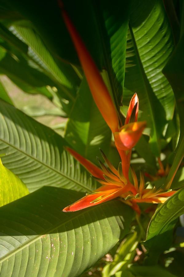 شقة Soul Sync Sanctuary Formally Hacienda La Moringa بلايا هيرموسا المظهر الخارجي الصورة